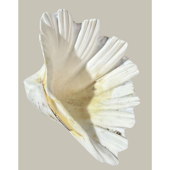 Seashells 2 Large & 2 Smaller Ones Estate Sale Find Very Beautiful - Lot Of 4 - Picture 8 of 16